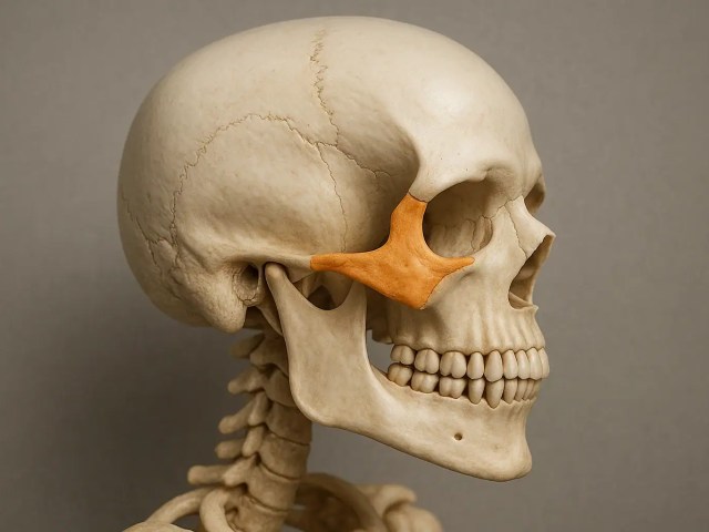 Zygoma Bone Fracture: Causes, Symptoms, and Treatment Options